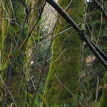 mossy maple trunks, forest tract on Jefferson Point Road, Kingston, Kitsap County, Washington