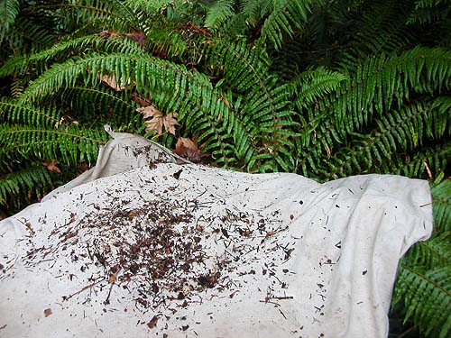 sifting cloth on platform of ferns, forest tract on Jefferson Point Road, Kingston, Kitsap County, Washington