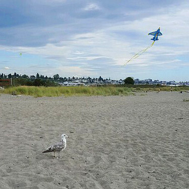 gull and kite on Jetty Island, Everett, Snohomish County, Washington