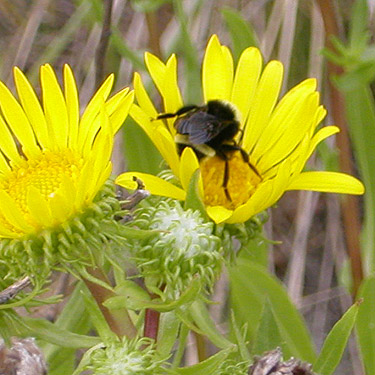 bumble bee on Grindelia bloom, Jetty Island, Everett, Snohomish County, Washington