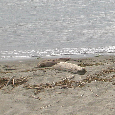 driftwood on beach, Jetty Island, Everett, Snohomish County, Washington