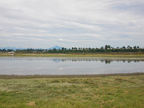 lagoon from spider collecting site, Jetty Island, Everett, Snohomish County, Washington