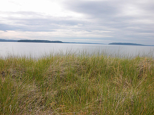 foredune crest with grass facing Puget Sound, Jetty Island, Everett, Snohomish County, Washington