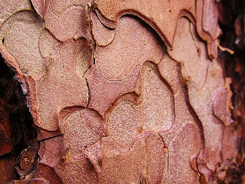 inner bark of ponderosa pine, Johnny Creek Campground, Chelan County, Washington