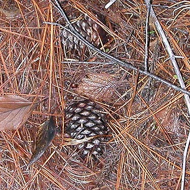 closed Ponderosa pine cones, Mac Creek near Johnny Creek Campground, Chelan County, Washington