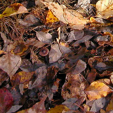 cottonwood leaf litter, Johnny Creek Campground, Chelan County, Washington