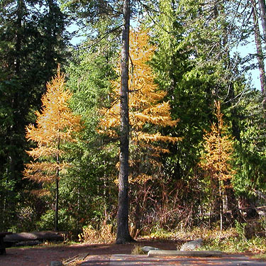 fall-colored larch trees in Johnny Creek Campground, Chelan County, Washington