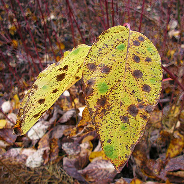 yellow leaves of red osier dogwood Cornus sericea, Johnny Creek Campground, Chelan County, Washington