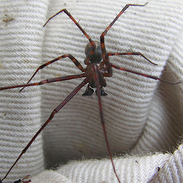 male pimoid spider Pimoa curvata beaten from shrubs, Johnny Creek Campground, Chelan County, Washington