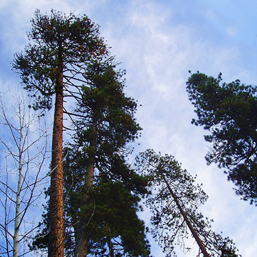 ponderosa pine trees, Johnny Creek Campground, Chelan County, Washington