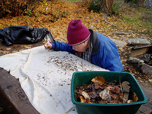 Rod Crawford sifting leaf litter, Johnny Creek Campground, Chelan County, Washington