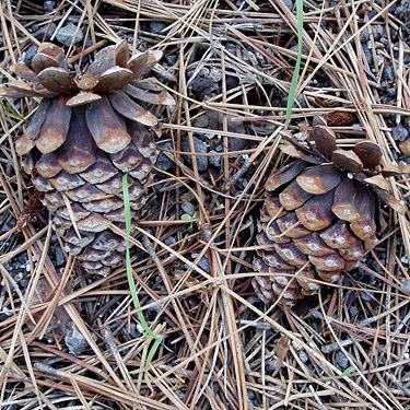 closed pine cones, Jumpoff Ridge site, SE Chelan County, Washington