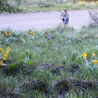 Laurel Ramseyer seeking pine cones, Jumpoff Ridge site, SE Chelan County, Washington