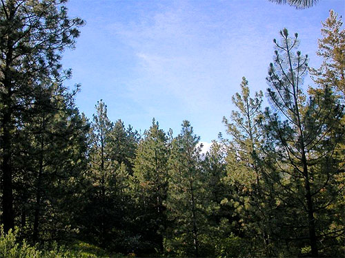ponderosa pine forest, Jumpoff Ridge site, SE Chelan County, Washington