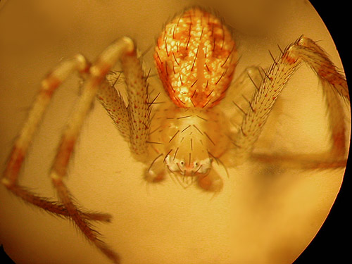 male crab spider Misumenops sierrensis, Jumpoff Ridge site, SE Chelan County, Washington
