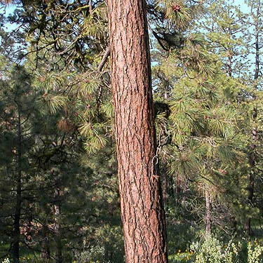 ponderosa pine trunk, Jumpoff Ridge site, SE Chelan County, Washington