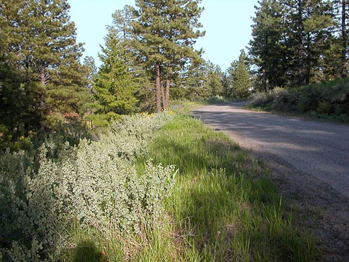 roadside habitats, Jumpoff Ridge site, SE Chelan County, Washington