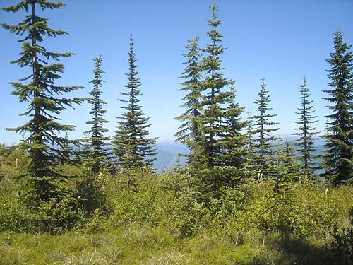 subalpine firs in parkland, Kelly Butte, King County, Washington