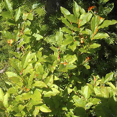 huckleberry foliage Vaccinium sp., Kelly Butte, King County, Washington