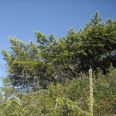 krummholz subalpine fir on summit ridge of Kelly Butte, King County, Washington