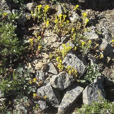 stones habitat on Kelly Butte, King County, Washington
