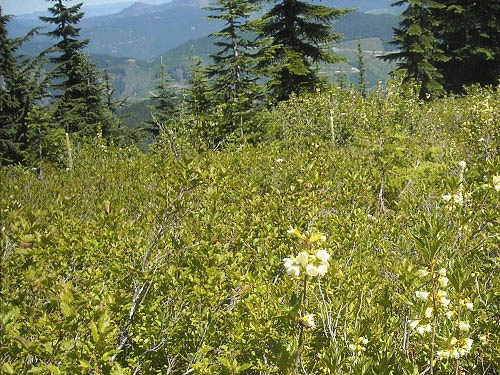 shrub meadow between tree groups, Kelly Butte, King County, Washington
