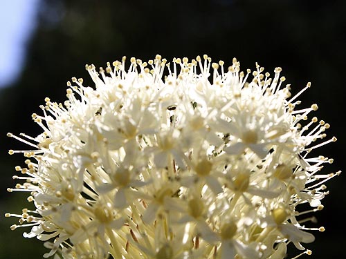 closeup of beargrass flower Xerophyllum tenax, Kelly Butte, King County, Washington