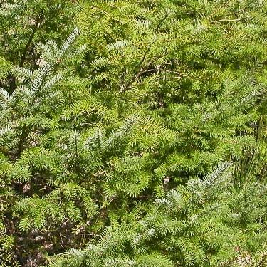 rich Douglas-fir foliage, gravel pit by Kennedy Creek Road, Thurston County, Washington