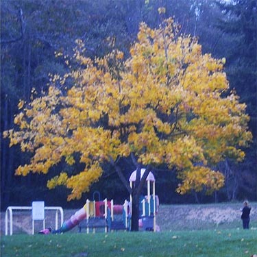 fall color in a park in Kingston, Washington at dusk