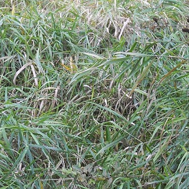 grass at edge of wetland, Carpenter Lake Nature Reserve, Kitsap County, Washington