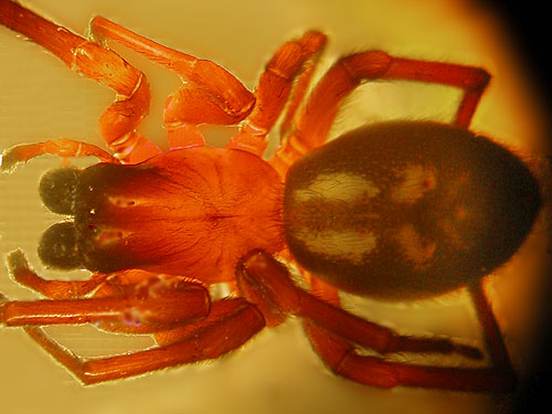 Callobius severus spider, female, Amaurobiidae, South Whidbey State Park hq buildings, Whidbey Island, Washington