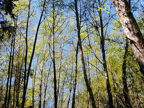 canopy of alder forest, SE of Lagoon Point, Whidbey Island, Washington