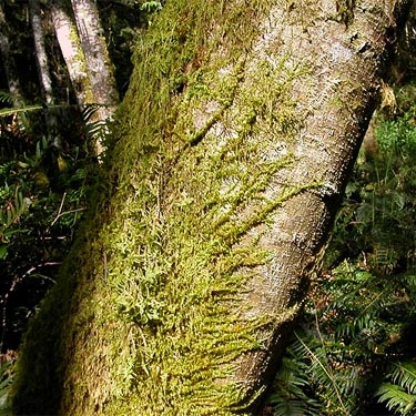 moss creeping around an alder trunk, SE of Lagoon Point, Whidbey Island, Washington