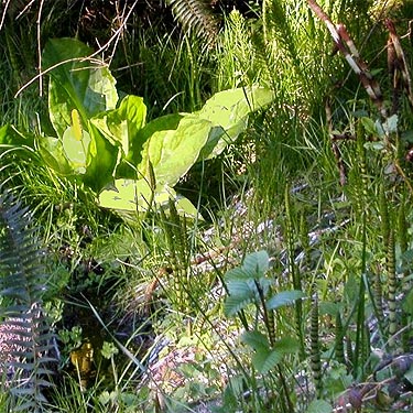 marsh vegetation including Lysichiton in roadside ditch, Smugglers Cove Road, SE of Lagoon Point, Whidbey Island, Washington