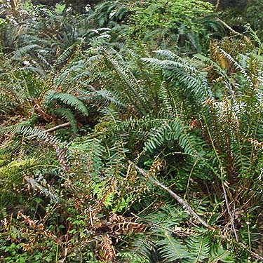 sword ferns Polystichum munitum in understory, SE of Lagoon Point, Whidbey Island, Washington