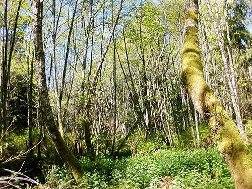 alder forest, SE of Lagoon Point, Whidbey Island, Washington