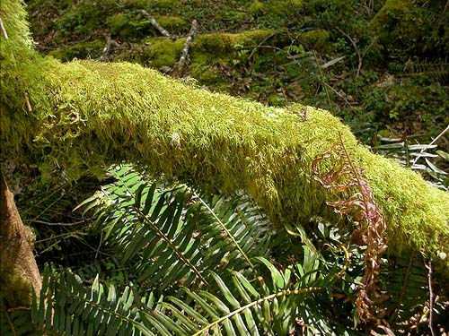 moss on leaning alder trunk, SE of Lagoon Point, Whidbey Island, Washington