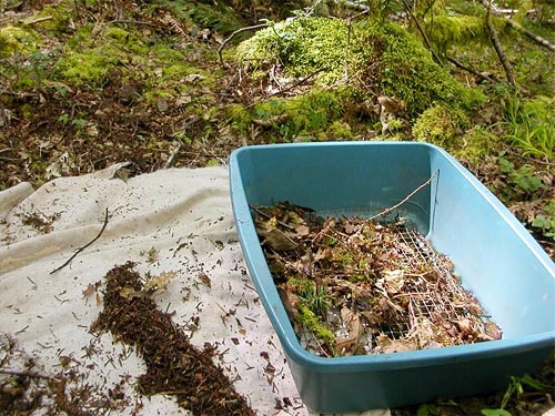 sifting leaf litter in forest, SE of Lagoon Point, Whidbey Island, Washington