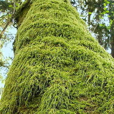 moss carpeting alder trunk, SE of Lagoon Point, Whidbey Island, Washington