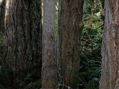 big Douglas-fir & western hemlock trunks in forest, SE of Lagoon Point, Whidbey Island, Washington