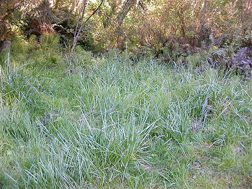 grassy roadside verge, Smugglers Cove Road, SE of Lagoon Point, Whidbey Island, Washington