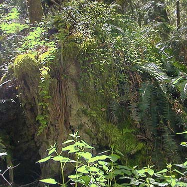 base of windfall tree, SE of Lagoon Point, Whidbey Island, Washington