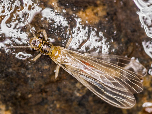 Stonefly (Plecoptera) from Landsburg Reach of Cedar River, King County, Washington