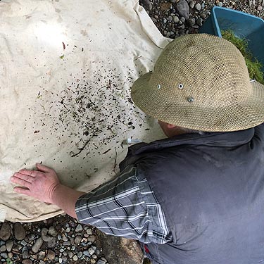 Rod Crawford sifting moss, Landsburg Reach of the Cedar River, King County, Washington