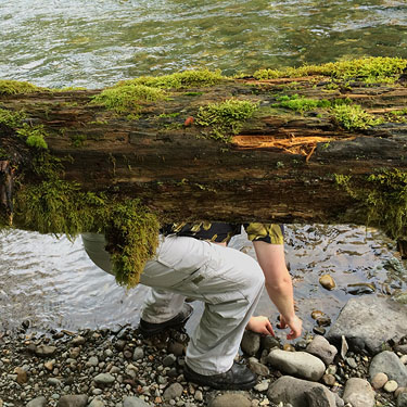 Daniel Stone stoops for a rock on the riverbank, Landsburg Reach of Cedar River, King County, Washington