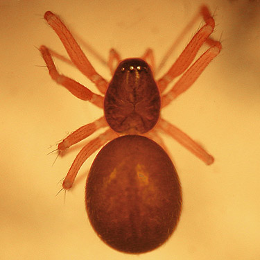microspider Linyphiidae Meioneta fillmorana, dark color phase, south of Little Hanks Lake, Mason County, Washington