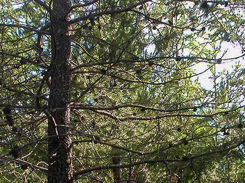 lodgepole pine cones on tree, south of Little Hanks Lake, Mason County, Washington
