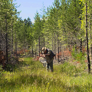 Rod Crawford examines sweep sample for spiders, south of Little Hanks Lake, Mason County, Washington