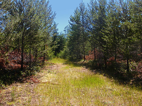overgrown logging road, south of Little Hanks Lake, Mason County, Washington