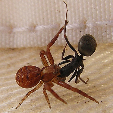 Xysticus sp. crab spider with ant prey, Liberty Meadows near Liberty, Kittitas County, Washington